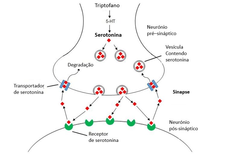 Serotonina: uma história física e moral *