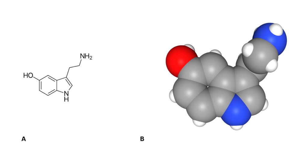 Serotonina: uma história física e moral *