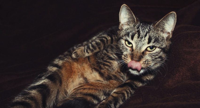 Fotografia_de_elina-araja-para_Pexels